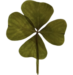 Obrázek pro kategorii Štěstí v pravém čtyřlístku